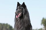GROENENDAEL 378